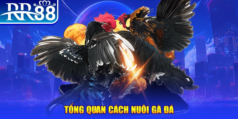 hot51 VA Điện Tử